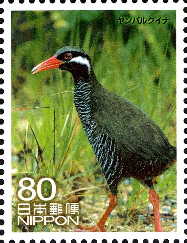 Okinawa Rail (Gallirallus okinawae)