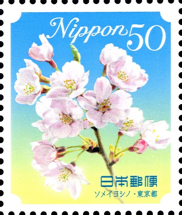 Yoshino Cherry - Tokyo Prefecture
