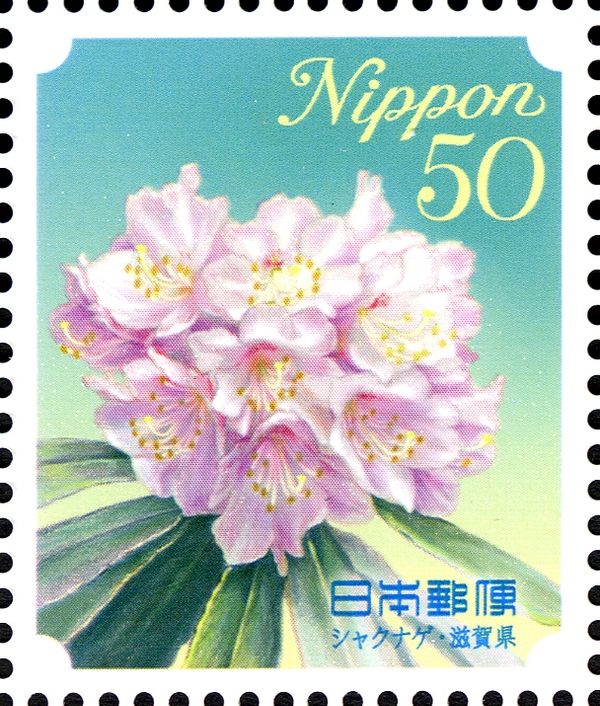 Rhododendron - Shiga Prefecture