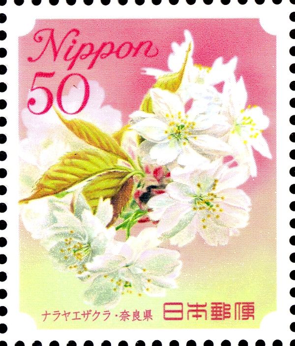 Yaezakura (Double Cherry Blossom) - Nara Prefecture