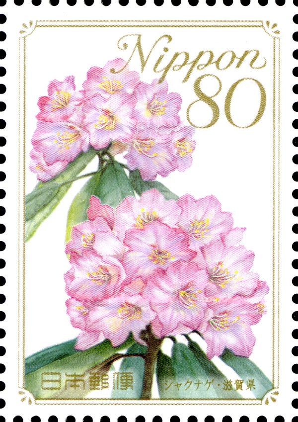Rhododendron - Shiga Prefecture