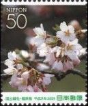 Winter-flowering Cherry