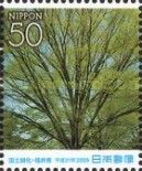 Zelkova Serrata