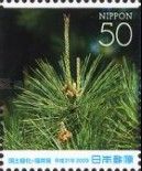 Japanese Red Pine