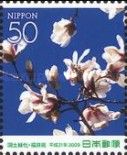 Magnolia Blossoms (Magnolia Praecosissima var. Borealis)