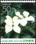 Japanese Dogwood