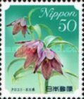 Chocolate Lily - Ishikawa Prefecture