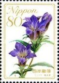 Gentian - Kumamoto Prefecture
