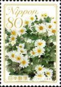 Chrysanthenum japonense - Hyōgo Prefecture