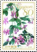 Japanese Clover - Miyagi Prefecture
