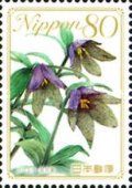 Chocolate Lily (Ishikawa)