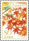 Japanese Maple - Hiroshima