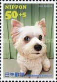 "Love" - Male Yorkshire Terrier from Tokyo Pref.