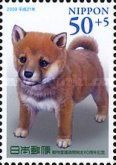 "Peach" - Female Shiba Dog from Kanagawa Pref.