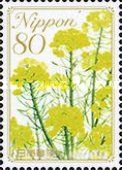 Rapeseed - Chiba Prefecture