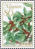 Japanese Bayberry - Kochi Prefecture
