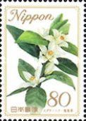 Flower of Citrus Sudachi - Tokushima Prefecture