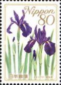 Japanese Iris - Aichi Prefecture