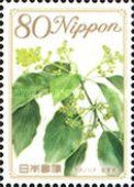 Flower of Camphor Laurel - Saga Prefecture