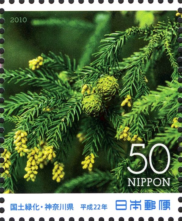 Japanese Cedar