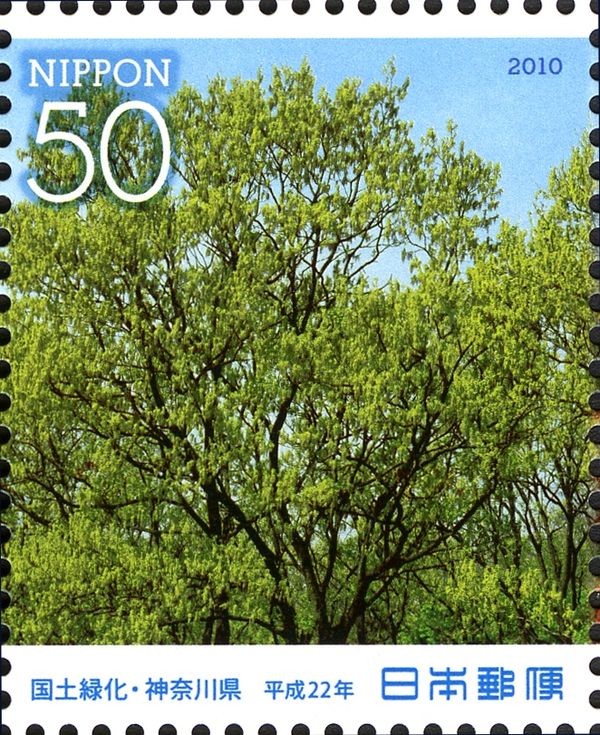 Sawtooth Oak