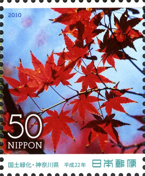 Japanese Maple