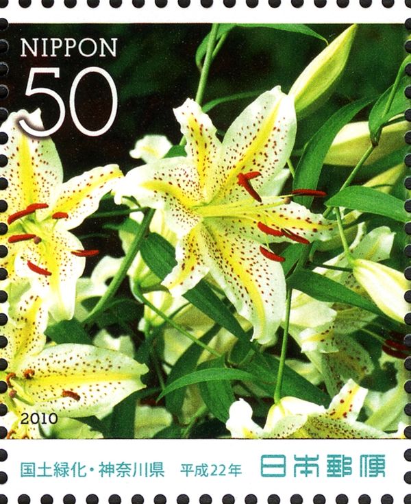 Golden-Rayed Lily