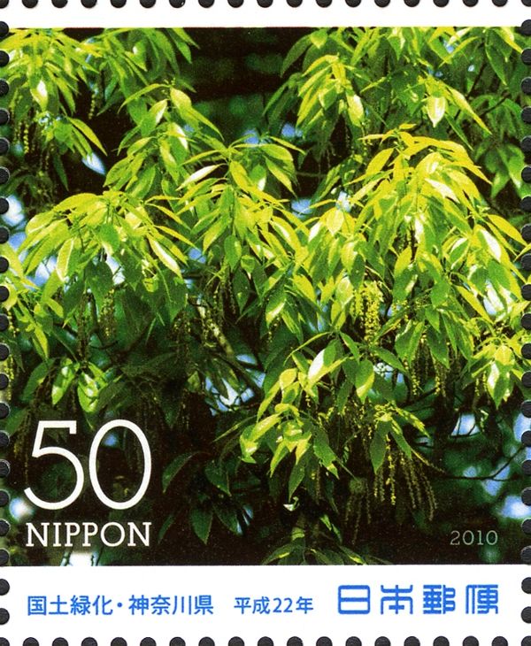 Bamboo-leaf Oak