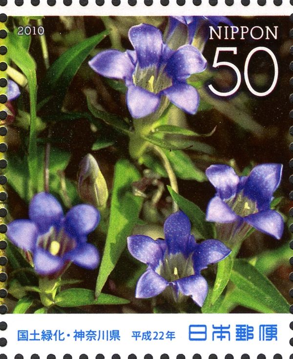 Japanese Gentian