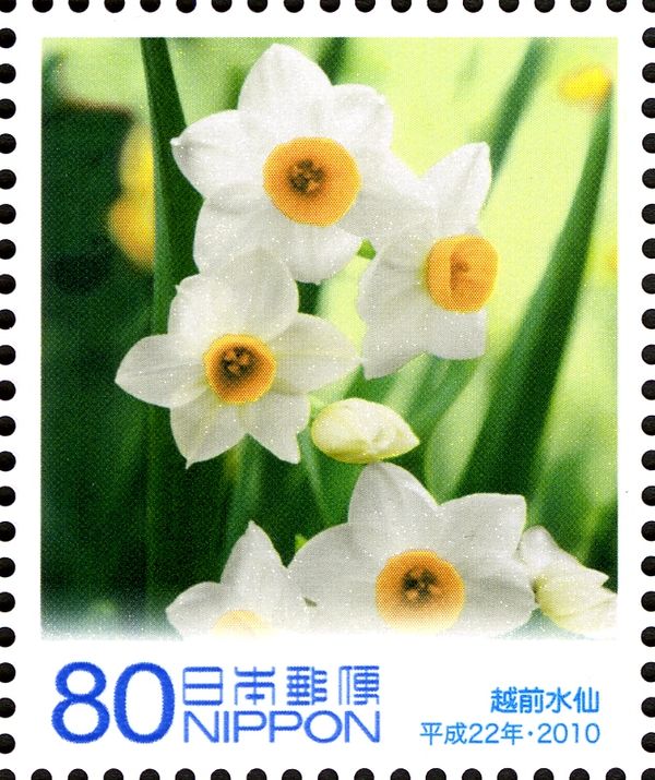 Cape Echizen's Narcissus