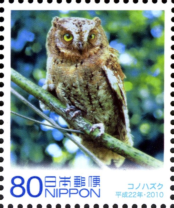 Eurasian Scops Owl (Otus Scops)