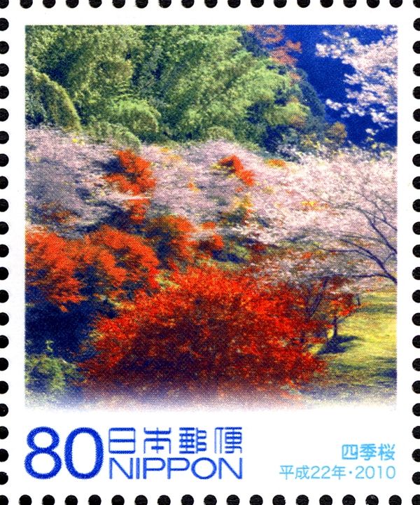 Winter Cherry Blossoms (Shikisakura)