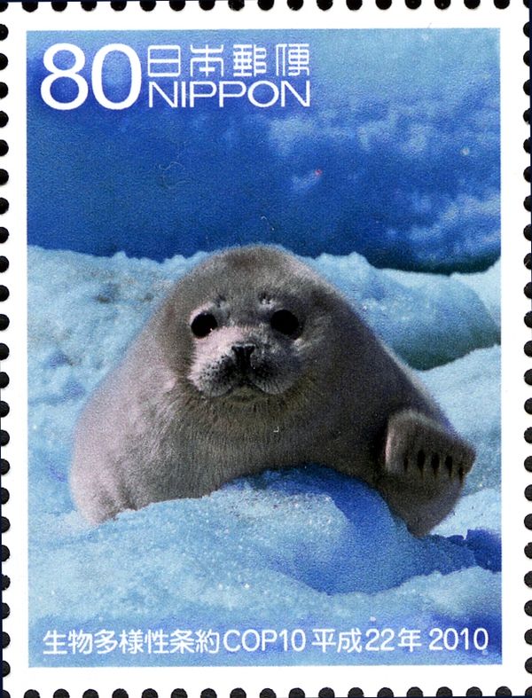Spotted Seal (Phoca vitulina largha)
