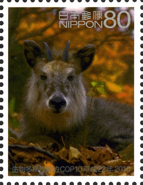 Japanese Serow (Capricornis crispus)