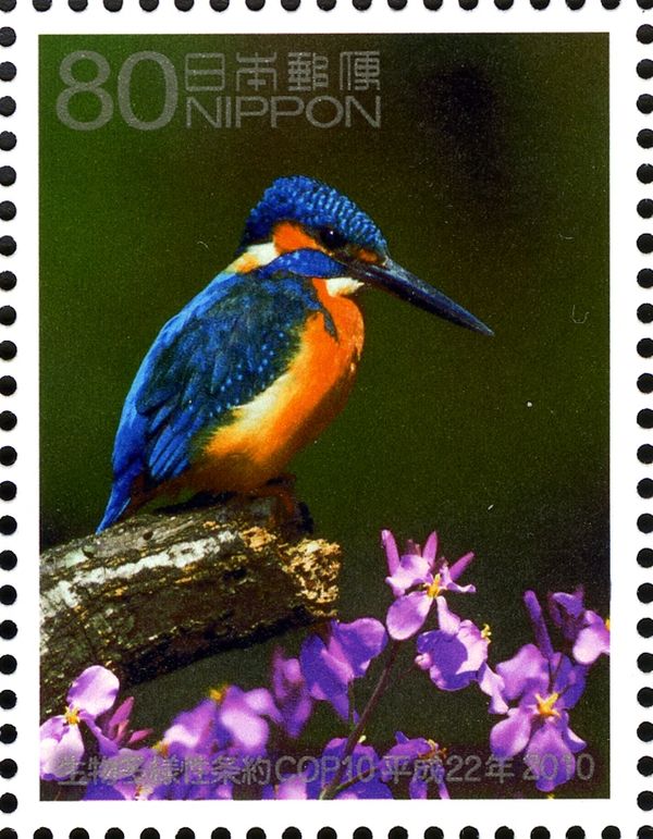 Common Kingfisher (Alcedo atthis)