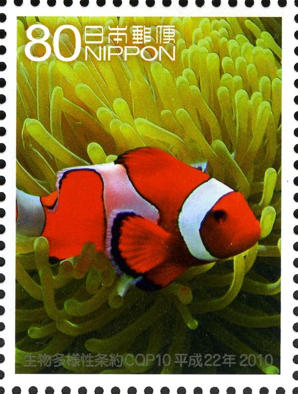 Clown Anemonefish (Amphiprion ocellaris)