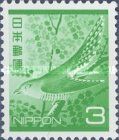 Lesser Cuckoo (Cuculus poliocephalus)