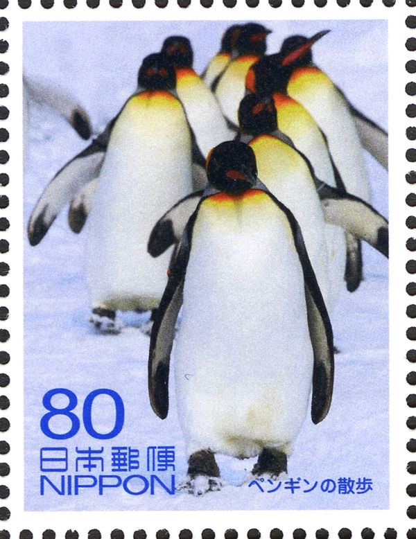 King Penguins (Aptenodytes Patagonicus), Asahikawa Zoo
