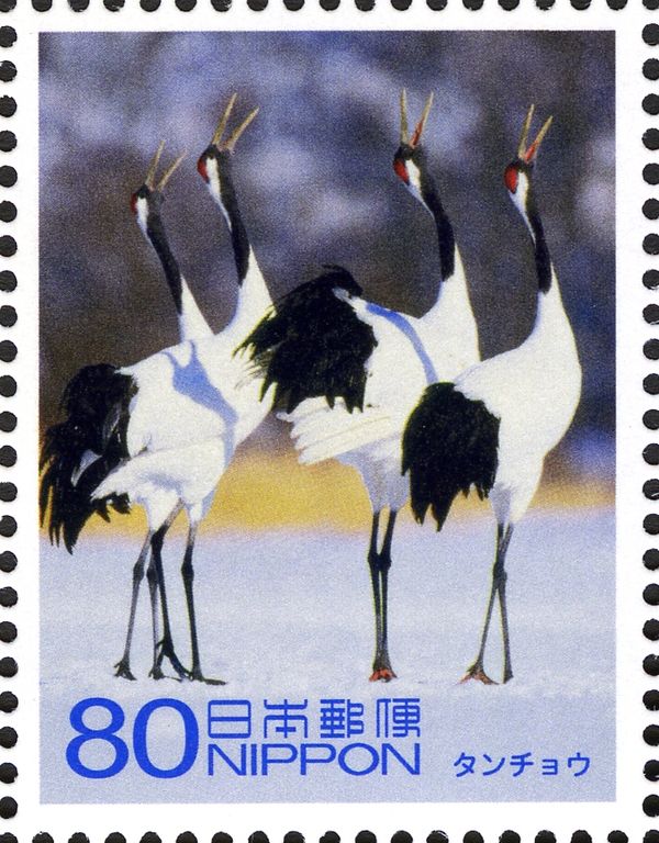 Red-crowned Crane (Grus japonensis) - Kushiro