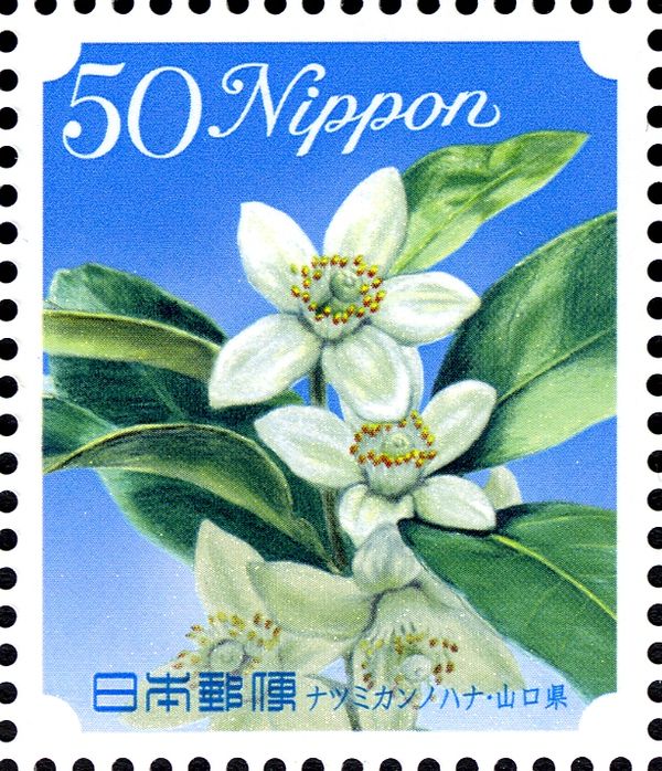 Japanese Summer Orange Blossom - Yamaguchi Pref.