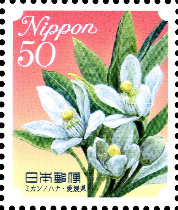 Orange Blossoms - Ehime Prefecture