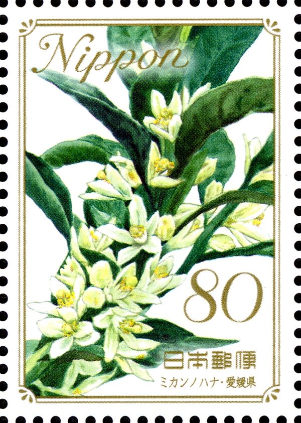 Orange Blossoms - Ehime Prefecture