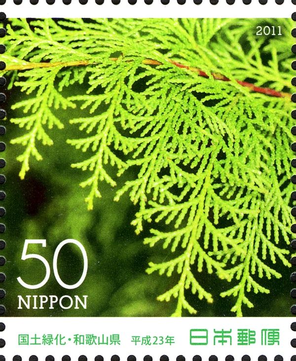 Hinoki Cypress