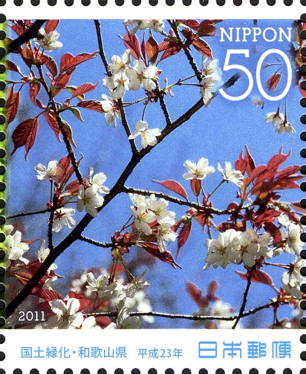 Wild Cherry Tree