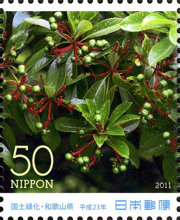 Crimson Camphor Tree