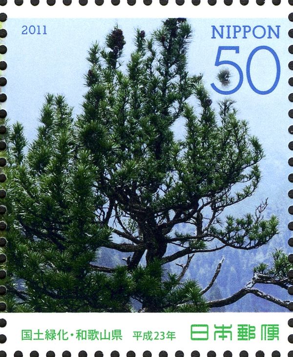 Japanese Umbrella-Pine