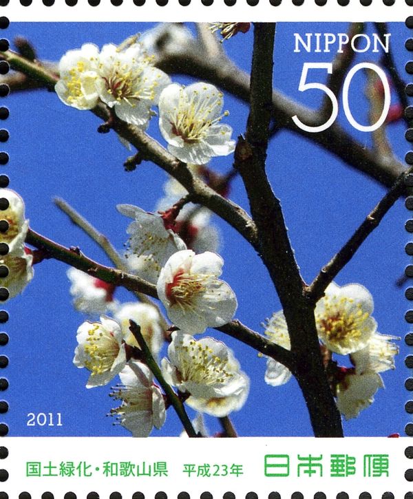 Plum Blossom