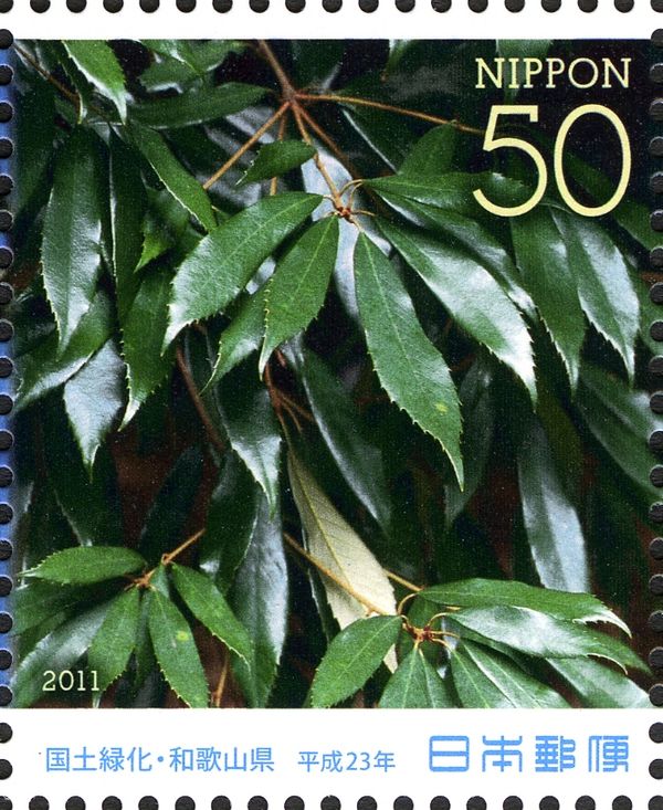 Quercus gilva