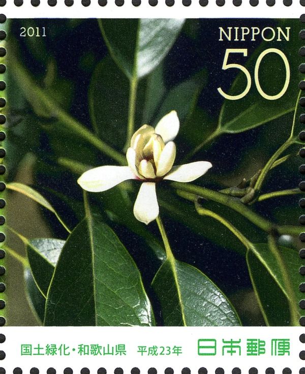 Michelia Compressa