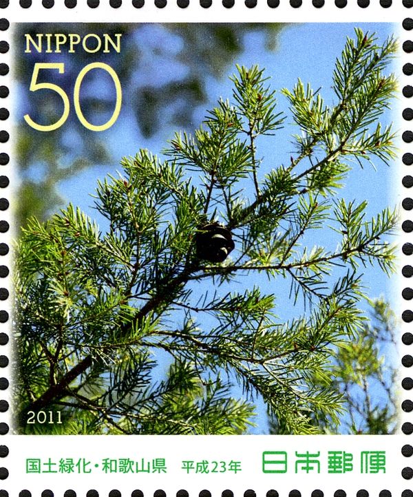 Japanese Douglas Fir